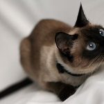 Siamese cat