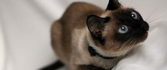 Siamese cat