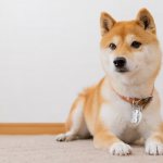 Shiba Inu