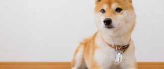 Shiba Inu