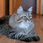 Siberian cat