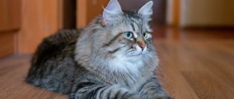 Siberian cat