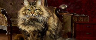 Siberian cat.jpg