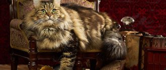 Siberian cat