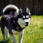 Siberian Husky