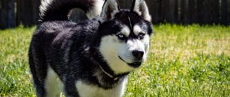 Siberian Husky