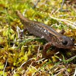 Siberian salamander