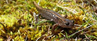 Siberian salamander