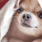 symptoms of rapid breathing in a dog