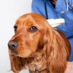 Symptoms of what is mycoplasmosis in dogs