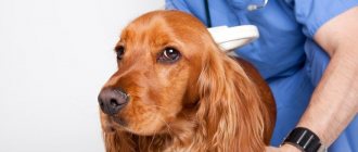 Symptoms of what is mycoplasmosis in dogs