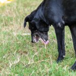 Symptoms of poisoning in dogs