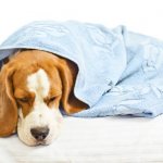 symptoms of parvovirus in dogs