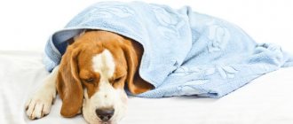 symptoms of parvovirus in dogs