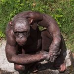 Cinder the hairless chimpanzee