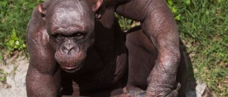 Cinder the hairless chimpanzee