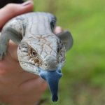 Blue tongue skink