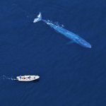 Blue whale