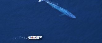 Blue whale