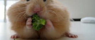 Syrian hamster eats Chinese cabbage