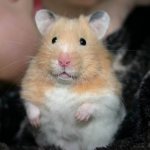 Syrian hamster