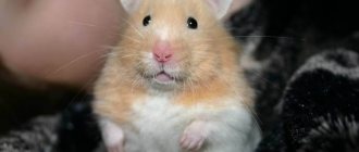 Syrian hamster