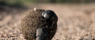 Scarab-beetle-insect-Description-features-lifestyle-and-habitat-of-scarab-3