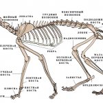 Cat skeleton