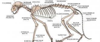 Cat skeleton