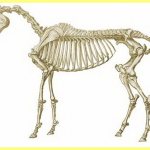 Horse skeleton