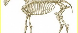 Horse skeleton