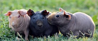 Skinny guinea pig