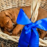 How many hours a day should puppies sleep?