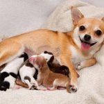 how long does pregnancy last in dogs