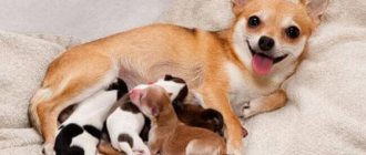 how long does pregnancy last in dogs