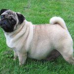 How long do pregnant pugs walk?