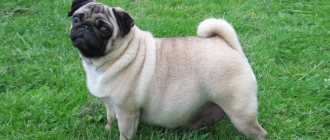 How long do pregnant pugs walk?