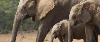 Сколько месяцев длится беременность у слона