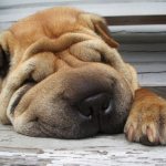 How long should a dog sleep: stages of sleep in dogs