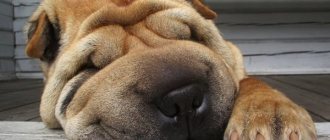 How long should a dog sleep: stages of sleep in dogs