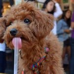 how much does a toy poodle cost?