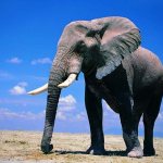 How much does an African elephant weigh?