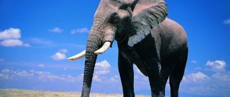 How much does an African elephant weigh?