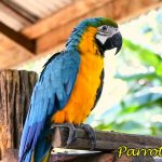 How long does a macaw parrot live in the wild and at home?