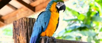 How long does a macaw parrot live in the wild and at home?