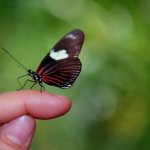 How long do butterflies live in nature and in captivity?