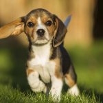 How long do beagles live?