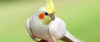 How long do cockatiels live and how to extend their lifespan?