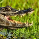 How long do crocodiles live?