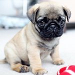 How long do pugs live?